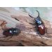 画像5: チベット産☆WF4☆ドンキエールコクワガタ（赤ドンキ）♂57ミリ♀37ミリ新成虫ペア販売！！ (5)