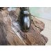 画像3: ☆美麗種☆ババオウゴンオニクワガタ♂53ミリ♀41ミリ新成虫ペア販売！！ (3)