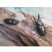画像5: ☆美麗種☆ババオウゴンオニクワガタ♂53ミリ♀41ミリ新成虫ペア販売！！ (5)
