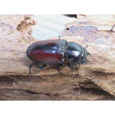 画像4: チベット産☆WF4☆ドンキエールコクワガタ（赤ドンキ）♂57ミリ♀37ミリ新成虫ペア販売！！