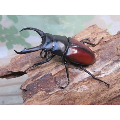 画像1: チベット産☆WF4☆ドンキエールコクワガタ（赤ドンキ）♂57ミリ♀37ミリ新成虫ペア販売！！