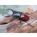 画像1: チベット産☆WF4☆ドンキエールコクワガタ（赤ドンキ）♂57ミリ♀37ミリ新成虫ペア販売！！ (1)