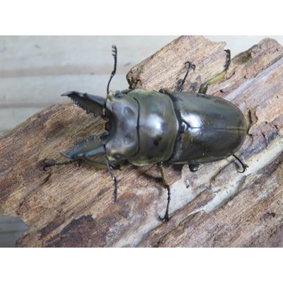 画像2: ☆美麗種☆ババオウゴンオニクワガタ♂53ミリ♀41ミリ新成虫ペア販売！！