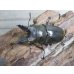画像2: ☆美麗種☆ババオウゴンオニクワガタ♂53ミリ♀41ミリ新成虫ペア販売！！ (2)