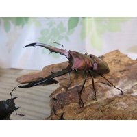 パープル血統☆ペレメタ☆メタリフェルホソアカクワガタ♂64♀フリー＋♀フリー計3頭の新成虫トリオ販売！！