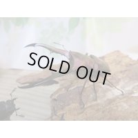 パープル血統☆ペレメタ☆メタリフェルホソアカクワガタ♂64♀フリー＋♀フリー計3頭の新成虫トリオ販売！！