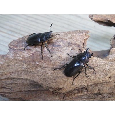 画像4: パープル血統☆ペレメタ☆メタリフェルホソアカクワガタ♂75♀フリー＋♀フリー計3頭の新成虫トリオ販売！！