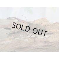 パープル血統☆ペレメタ☆メタリフェルホソアカクワガタ♂75♀フリー＋♀フリー計3頭の新成虫トリオ販売！！