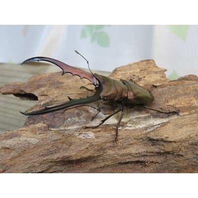 画像1: パープル血統☆ペレメタ☆メタリフェルホソアカクワガタ♂75♀フリー＋♀フリー計3頭の新成虫トリオ販売！！