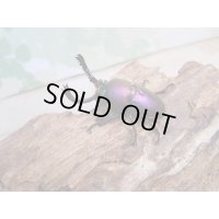 新成虫☆マジョーラ血統☆パプアキンイロクワガタ♂38ミリ♀フリーサイズ＋♀フリーサイズの計3頭トリオ販売！！