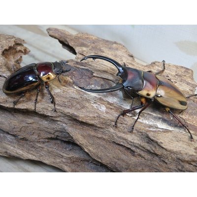 画像5: ☆新成虫☆ファブリースノコギリクワガタ（亜種タカクワイ）♂63ミリ♀36ミリペア販売！！