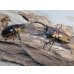 画像5: ☆新成虫☆ファブリースノコギリクワガタ（亜種タカクワイ）♂63ミリ♀36ミリペア販売！！ (5)
