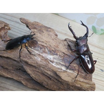 画像5: ☆新成虫☆フォルスターフタマタクワガタ（原名亜種）♂66ミリ♀41ミリペア販売！！