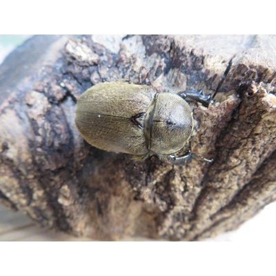 画像4: ☆新成虫☆ヨルゲンセンヒメゾウカブト（原名亜種）♂35ミリ♀35ミリペア販売！！