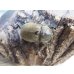画像4: ☆新成虫☆ヨルゲンセンヒメゾウカブト（原名亜種）♂35ミリ♀35ミリペア販売！！ (4)