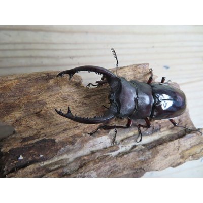 画像2: ☆新成虫☆フォルスターフタマタクワガタ（原名亜種）♂66ミリ♀41ミリペア販売！！