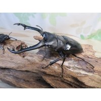 ☆新成虫☆ギラファノコギリクワガタ（亜種ニシカワイ）♂91ミリ♀45ミリペア販売！！
