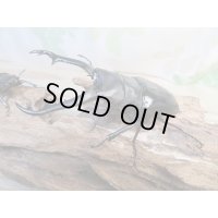 ☆新成虫☆ギラファノコギリクワガタ（亜種ニシカワイ）♂91ミリ♀45ミリペア販売！！
