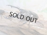 ☆新成虫☆ギラファノコギリクワガタ（亜種ニシカワイ）♂91ミリ♀45ミリペア販売！！