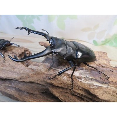 画像1: ☆新成虫☆ギラファノコギリクワガタ（亜種ニシカワイ）♂91ミリ♀45ミリペア販売！！