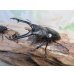画像1: ☆新成虫☆ギラファノコギリクワガタ（亜種ニシカワイ）♂91ミリ♀45ミリペア販売！！ (1)