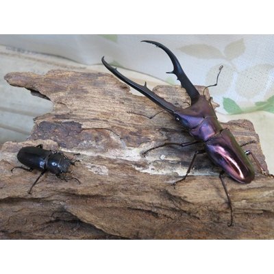 画像5: パープル血統☆ペレメタ☆メタリフェルホソアカクワガタ♂82ミリ♀24ミリ新成虫ペア販売！！
