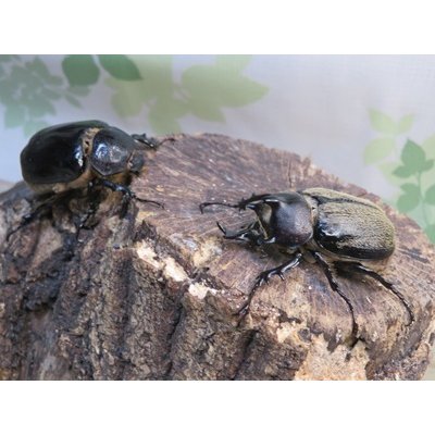 画像5: ☆新成虫☆テルシテスヒメゾウカブト♂48ミリ♀40ミリペア販売！！