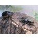 画像5: ☆新成虫☆テルシテスヒメゾウカブト♂48ミリ♀40ミリペア販売！！ (5)