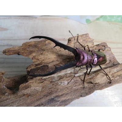 画像2: パープル血統☆ペレメタ☆メタリフェルホソアカクワガタ♂82ミリ♀24ミリ新成虫ペア販売！！