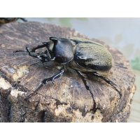 ☆新成虫☆テルシテスヒメゾウカブト♂48ミリ♀40ミリペア販売！！