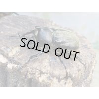 ☆新成虫☆テルシテスヒメゾウカブト♂48ミリ♀40ミリペア販売！！