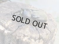 ☆新成虫☆テルシテスヒメゾウカブト♂48ミリ♀40ミリペア販売！！