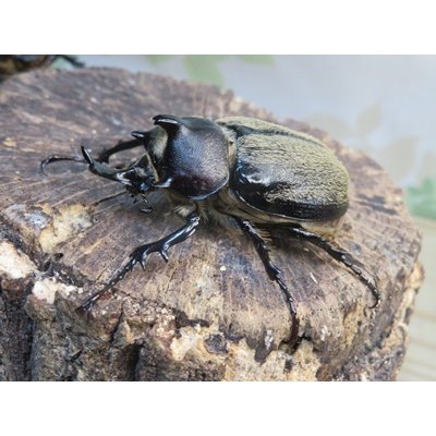 画像1: ☆新成虫☆テルシテスヒメゾウカブト♂48ミリ♀40ミリペア販売！！