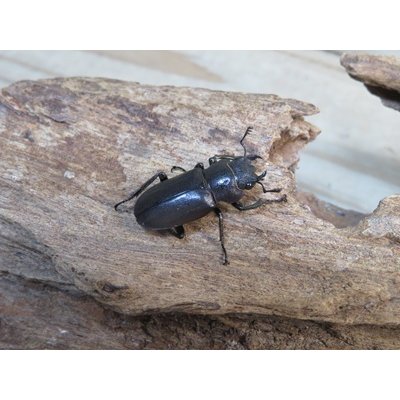 画像4: パープル血統☆ペレメタ☆メタリフェルホソアカクワガタ♂82ミリ♀24ミリ新成虫ペア販売！！