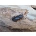 画像4: パープル血統☆ペレメタ☆メタリフェルホソアカクワガタ♂82ミリ♀24ミリ新成虫ペア販売！！ (4)
