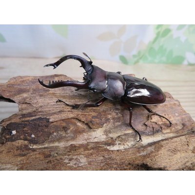 画像1: ☆新成虫☆フォルスターフタマタクワガタ（原名亜種）♂66ミリ♀41ミリペア販売！！