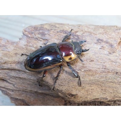 画像4: ☆新成虫☆ファブリースノコギリクワガタ（亜種タカクワイ）♂63ミリ♀36ミリペア販売！！