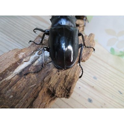 画像3: ☆新成虫☆ギラファノコギリクワガタ（亜種ニシカワイ）♂91ミリ♀45ミリペア販売！！