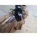 画像3: ☆新成虫☆ギラファノコギリクワガタ（亜種ニシカワイ）♂91ミリ♀45ミリペア販売！！ (3)