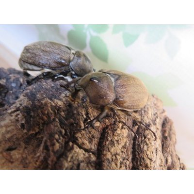 画像5: ☆新成虫☆ヨルゲンセンヒメゾウカブト（原名亜種）♂35ミリ♀35ミリペア販売！！