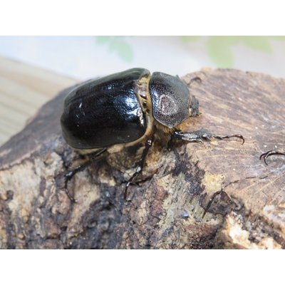 画像4: ☆新成虫☆テルシテスヒメゾウカブト♂48ミリ♀40ミリペア販売！！