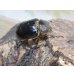 画像4: ☆新成虫☆テルシテスヒメゾウカブト♂48ミリ♀40ミリペア販売！！ (4)