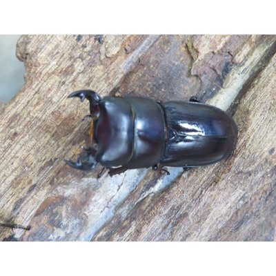 画像2: ドルクス最高峰☆WF4☆スキットオオクワガタ♂35.5ミリ♀28ミリ新成虫ペア販売！！