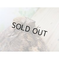 ☆新成虫☆ヨルゲンセンヒメゾウカブト（原名亜種）♂35ミリ♀35ミリペア販売！！
