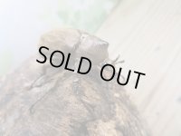☆新成虫☆ヨルゲンセンヒメゾウカブト（原名亜種）♂35ミリ♀35ミリペア販売！！