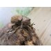 画像1: ☆新成虫☆ヨルゲンセンヒメゾウカブト（原名亜種）♂35ミリ♀35ミリペア販売！！ (1)