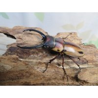 ☆新成虫☆ファブリースノコギリクワガタ（亜種タカクワイ）♂63ミリ♀36ミリペア販売！！