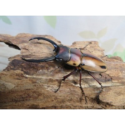 画像1: ☆新成虫☆ファブリースノコギリクワガタ（亜種タカクワイ）♂63ミリ♀36ミリペア販売！！