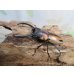画像1: ☆新成虫☆ファブリースノコギリクワガタ（亜種タカクワイ）♂63ミリ♀36ミリペア販売！！ (1)