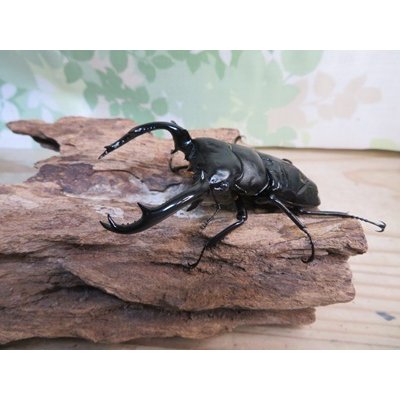 画像1: 27年種親用☆D V産☆ウエストウッディ オオシカクワガタ♂-B77ミリ♀41ミリサービスペア販売！！